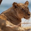 Lev pustinny - Panthera leo - Lion o5408